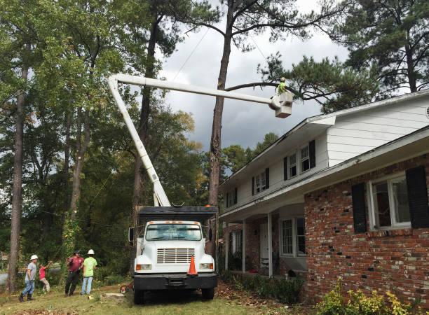 How Our Tree Care Process Works  in  Anaconda, MT